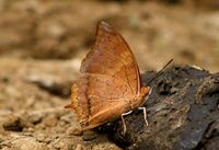 Tawny Rajah Charaxes bernardus 2 Mumbai IMG 3737 (1).JPG