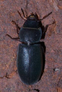 Tenebroides laticollis P1300418a.jpg