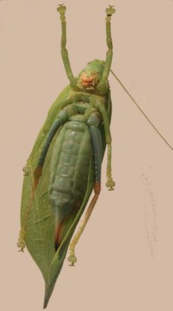 Tettigoniidae Zabalius aridus True Leaf Katydid 2012 06 04 6713.JPG