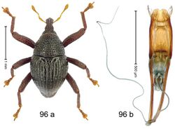 Trigonopterus tenuipes (10.3897-zookeys.828.32200) Figure 96.jpg