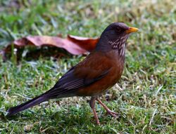 Turdus rufopalliatus.jpg