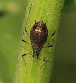 Uroleucon cirsii (Large thistle aphid) - on creeping thistle.jpg