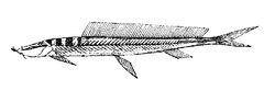 Vaillantella euepiptera.png