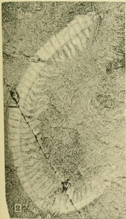 Walcott Cambrian Geology and Paleontology II plate 22 (Fig 2).jpg