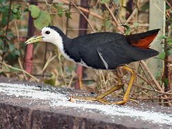 White breasted Waterhen I4-Bhopal IMG 0515.jpg