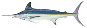 White marlin (Duane Raver).png