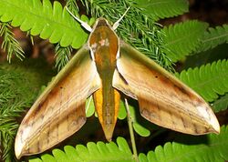 Yam Hawk Moth Theretra nessus.jpg