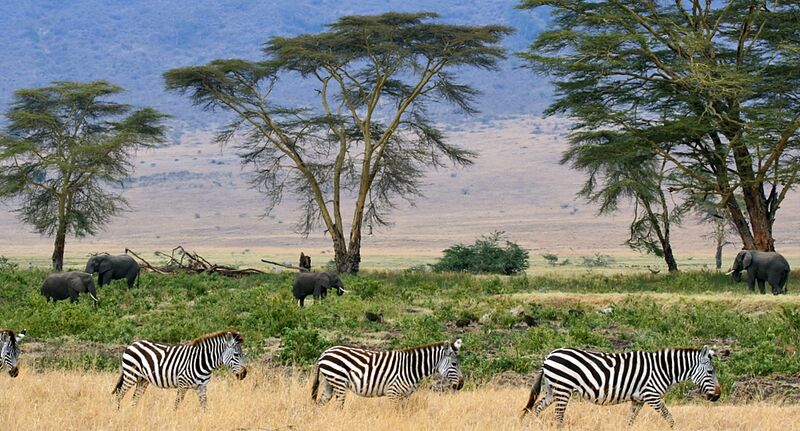 File:Zebras, Serengeti savana plains, Tanzania.jpg