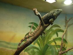 A large olive colored Cuban iguana basks beneath UV lights on a tree branch within an enclosure in a zoo