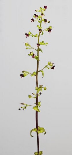 (MHNT) Scrophularia peregrina - plant habit.jpg