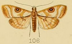 106-Dysallacta megalopa (Meyrick, 1889).JPG