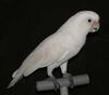 A Goffin's Cockatoo on a perch.jpg