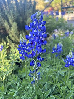 A Texas bluebonnet at late afternoon.jpg