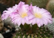 Acanthocalycium violaceum.jpg