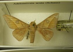 Adeloneivaia acuta sjh.jpg