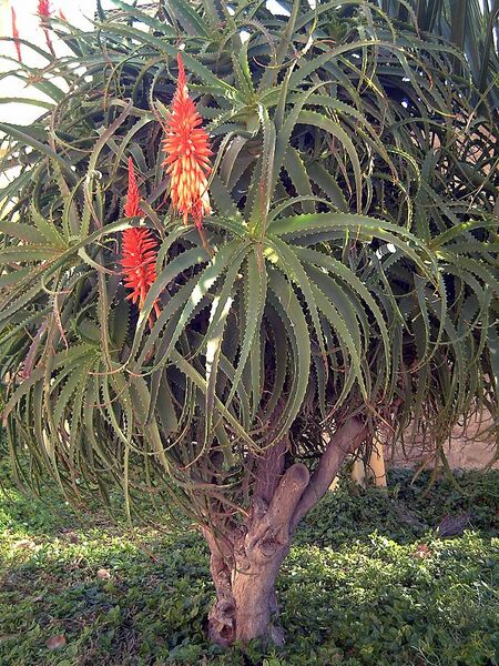 File:Aloe Kedongensis Alicante.jpg