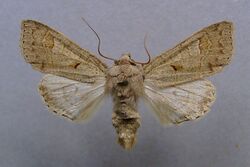 Ammoconia caecimacula.male.jpg