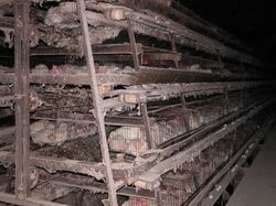 photograph of farm hens in battery cages