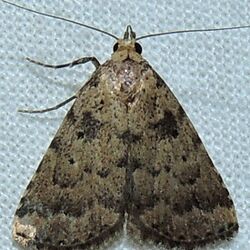 Arugisa latiorella - Watson's Arugisa Moth (15872330660).jpg
