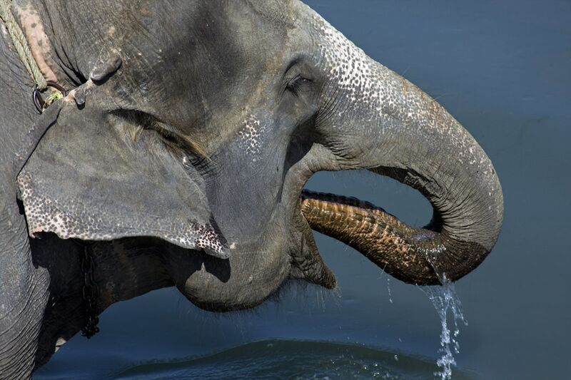 File:Asian Elephant, Royal Chitwan National Park.jpg