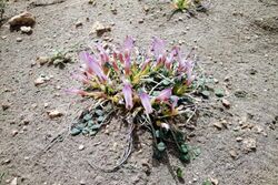 Astragalus paradoxus.jpg