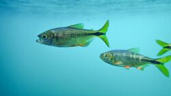 Two specimens of Astyanax bacalarensis in clear blue water, one with its mouth open.