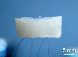 BN aerogel on hair.jpg