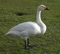 Bewick's Swan (38432301720).jpg