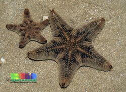Biscuit sea star ("Goniodiscaster scaber")