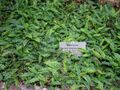 Blechnum penna-marina - Berlin Botanical Garden - IMG 8763.JPG