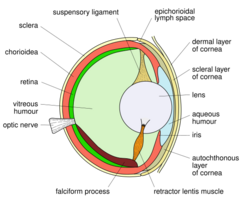 Bony fish eye multilang.svg