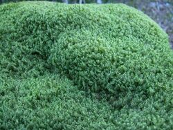 Broom moss (Orphan Lk) 2.JPG