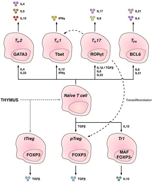 File:CD4+ T cell subsets.pdf