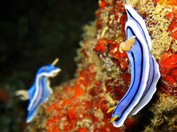 Chromodoris lochi (AA3).jpg