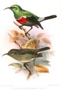 illustration of two sunbirds