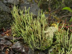 Cladonia subulata - Flickr - pellaea.jpg