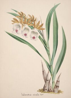 Collection d'orchidées (Pl. 18) (8385764849).jpg