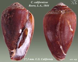 Conus californicus 1.jpg