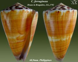 Conus ferrugineus 1.jpg