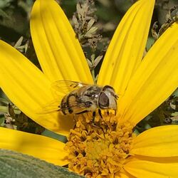 Copestylum avidum on helianthus tuberosus.jpg