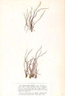 Cordylecladia erecta Crouan.jpg