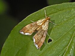 Crambidae - Agrotera nemoralis.JPG