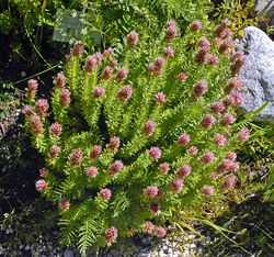 Crassulaceae - Rhodiola rhodantha.JPEG