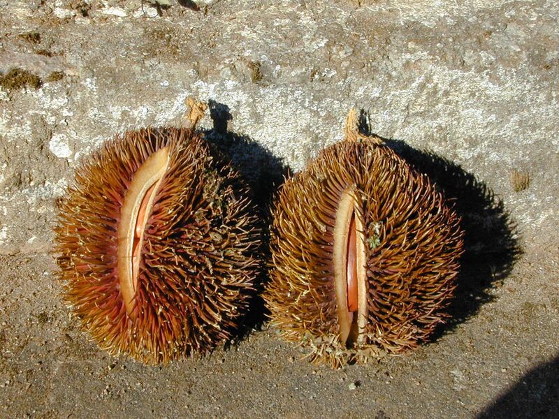File:Cullenia exarillata mature fruits dehiscing.jpg