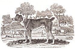 Cur dog, A general history of quadrupeds.jpg