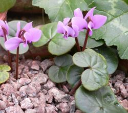 Cyclamen parviflorum.jpg