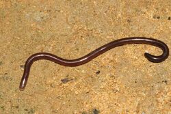 Davidraju Worm Snake.jpg