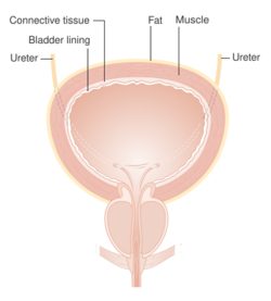 Diagram showing the layers of the bladder CRUK 304.svg