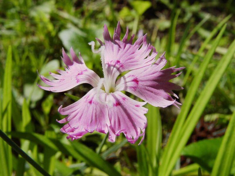 File:Dianthus.jpg