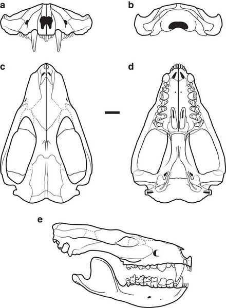 File:Didelphodon skull restoration.jpg
